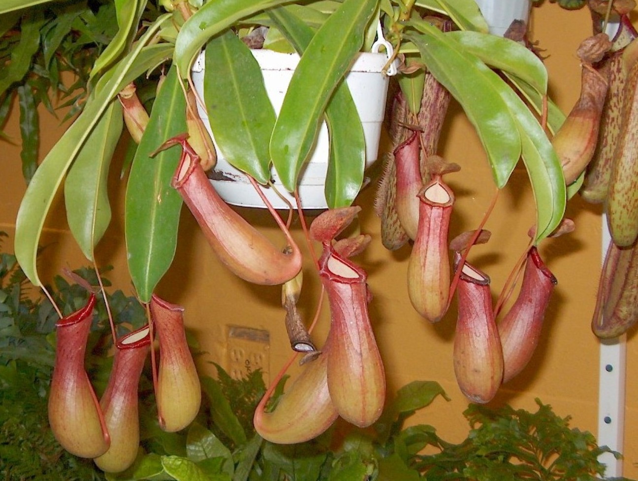 Online Plant Guide Nepenthes alata / Pitcher Plant